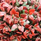Wholesale decorative topiary grass ball tree artificial boxwood