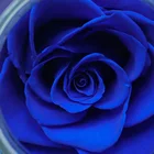 Flowers Mood Preserved Rose Preserved Eternal Fresh Flowers Roses With Colorful Mood Led Light Glass Wishing Bottle