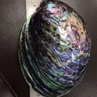 Shell Hot Sale Modern Home Craft Handmade New Zealand Abalone Shell Pieces For Crafts