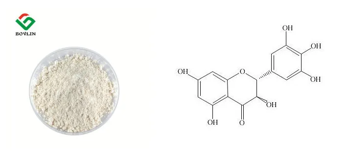 supply pure quercetin dihydrate natural dihydroquercetin