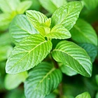 68917-18-0 Essential Oil of Peppermint Oil contain 50% menthol for cosmetics, perfumes, diffuser, fragrance flavor oil