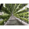 /product-detail/agricultural-plastic-flower-tunnel-greenhouse-60574129365.html