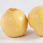 Pear Distributor Wanted Fresh Crown Pear Golden/green/shannxi Pear