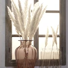 Dried Flower Free Samples Natural Dried Flower White Pampas Grass Decorations For Home