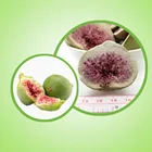 LUJIA FDFOOD イチジクの半分全体甘味スナック赤フルーツと緑皮凍結乾燥したイチジクフルーツ