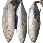from Chinese supplier seafood top quality frozen Skipjack tuna fish frozen tuna skipjack