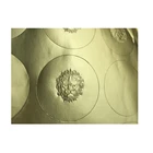 24k Gold Color Custom Adhesive Label Embossed Private Logo Metal Sticker