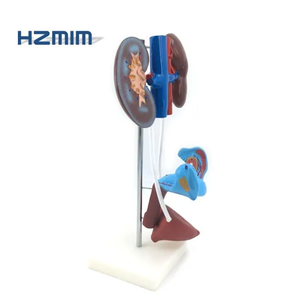 female reproductive model.jpg