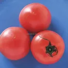 Excellent Red 2 Heat Resistance F1 Tomato Seeds Vegetable Seeds for greenhouse