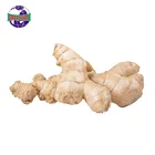 High quality organic farm planting fresh carefully selected wholesale ginger