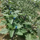 FRP fiberglass vegetable growth support rod agricultural tools