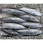 Block 300 - 500g Whole Round Frozen Bonito Tuna Fish