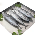 Frozen Wholesale Frozen Tuna Bonito Fish with Price