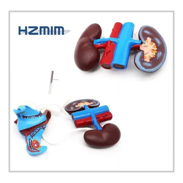 reproductive model 2.jpg