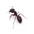 Black Ant Polyphenol Extract 10:1 Polyphenols Formic Acid Black Ant Extract