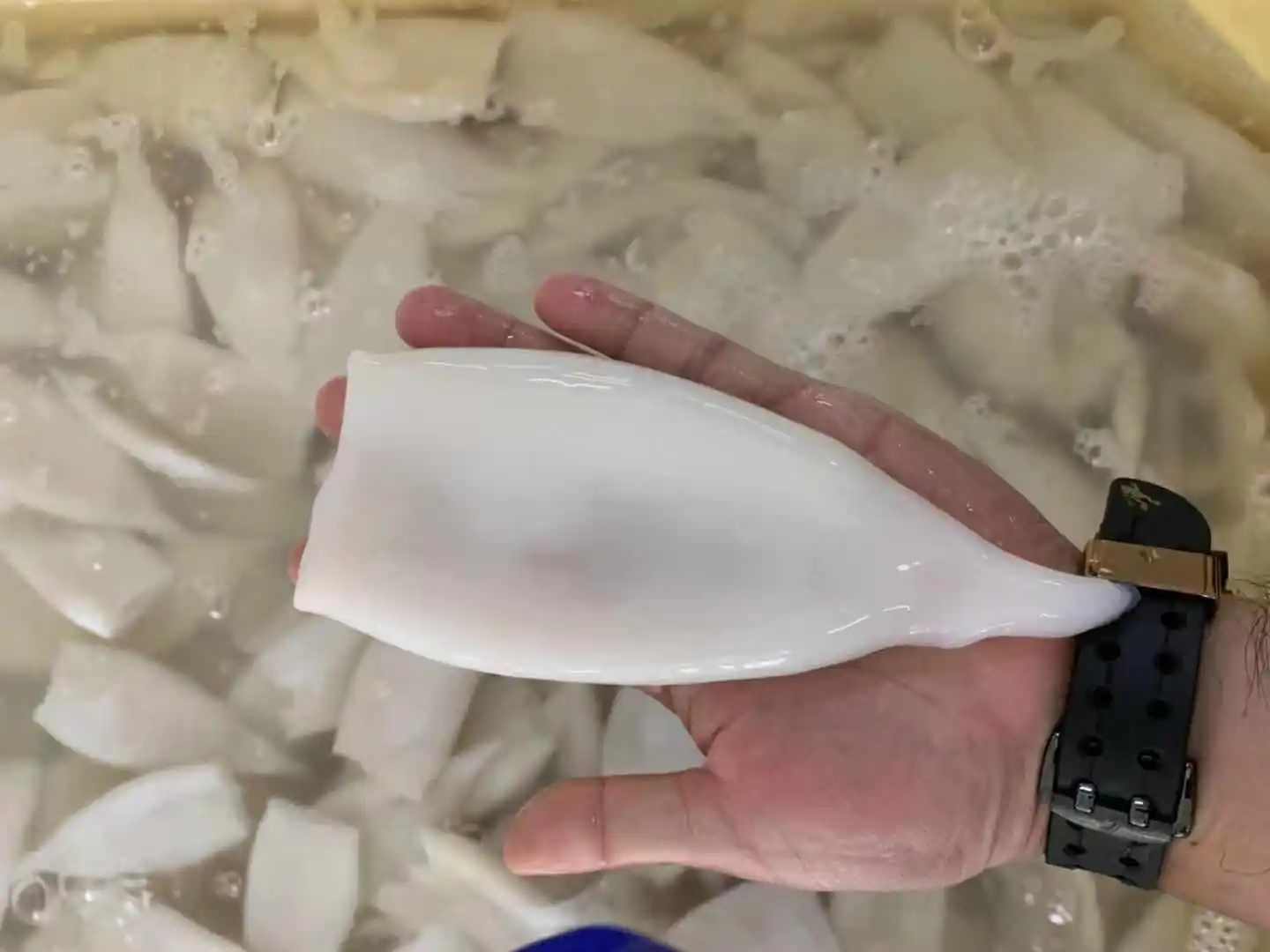 Frozen squid 5.jpg