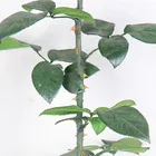 Wedding Decoration Forever Eternal Long Rose Stem Preserved Flower Rose Stem