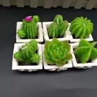 High Quality Custom Gift Set Plant Shape Scented Mini Succulent Fleshy Cactus Candles