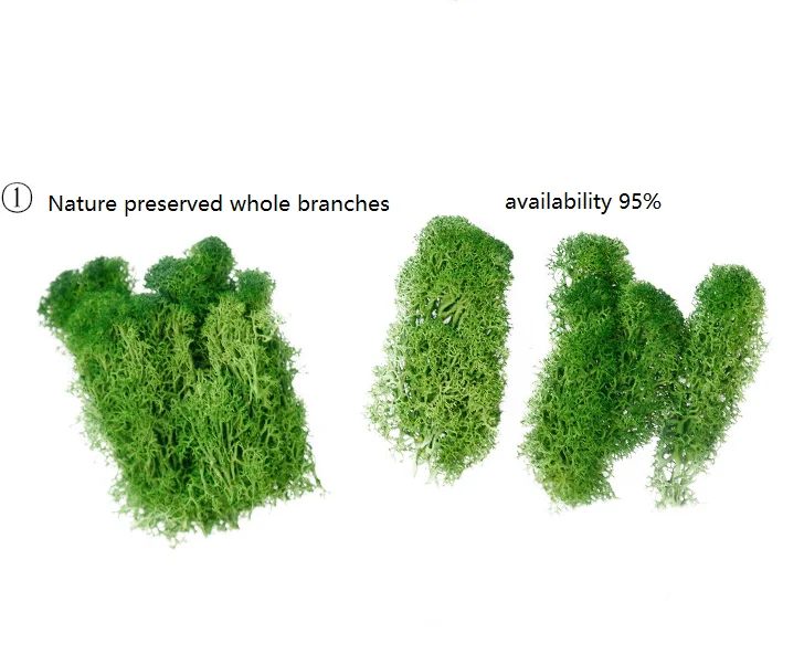 yunnan hot sale natural preserved moss stabilized
