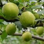 2020 New China Fresh Pear Farm Pear