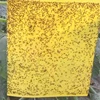 /product-detail/double-sided-agriculture-helper-yellow-sticky-insect-glue-trap-for-mosquito-white-flies-aphids-leaf-miner-62128514639.html