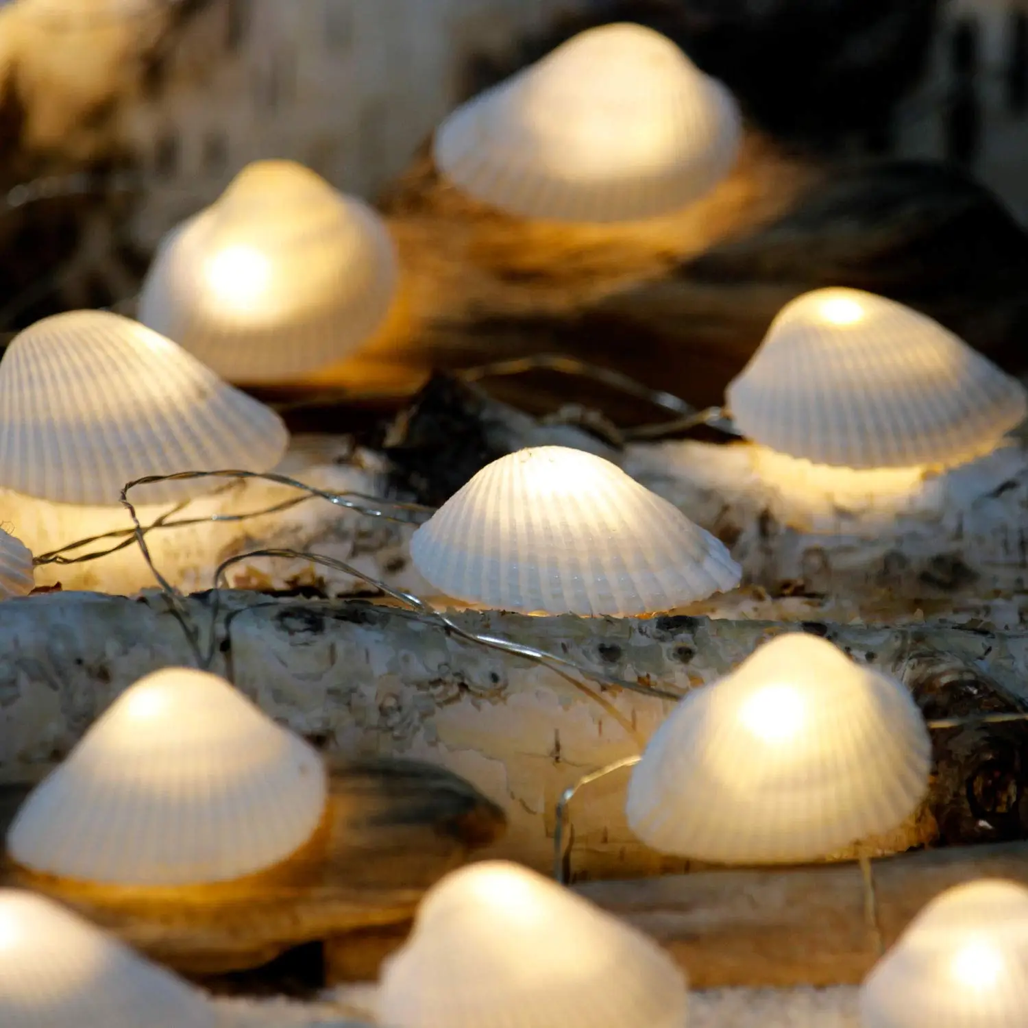 6 shell light