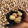 2019 new crop top grade paper skin walnuts white kernel