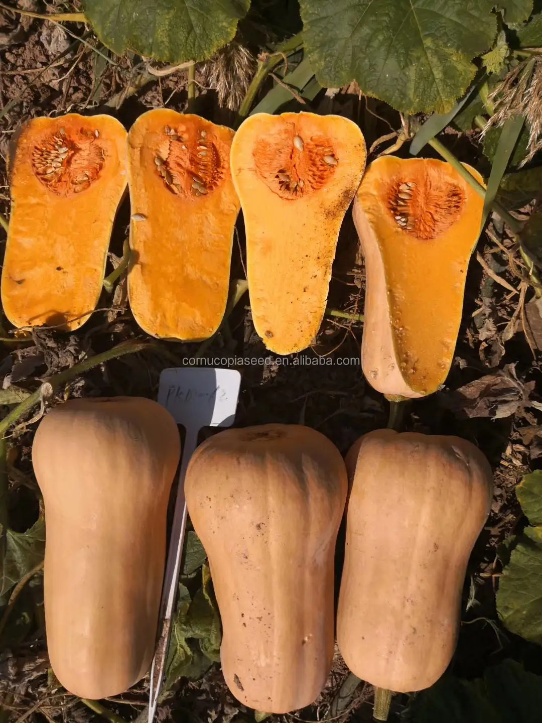 Wholesale China Organic Hybrid F1 Pumpkin Butternut Squash Vegetable