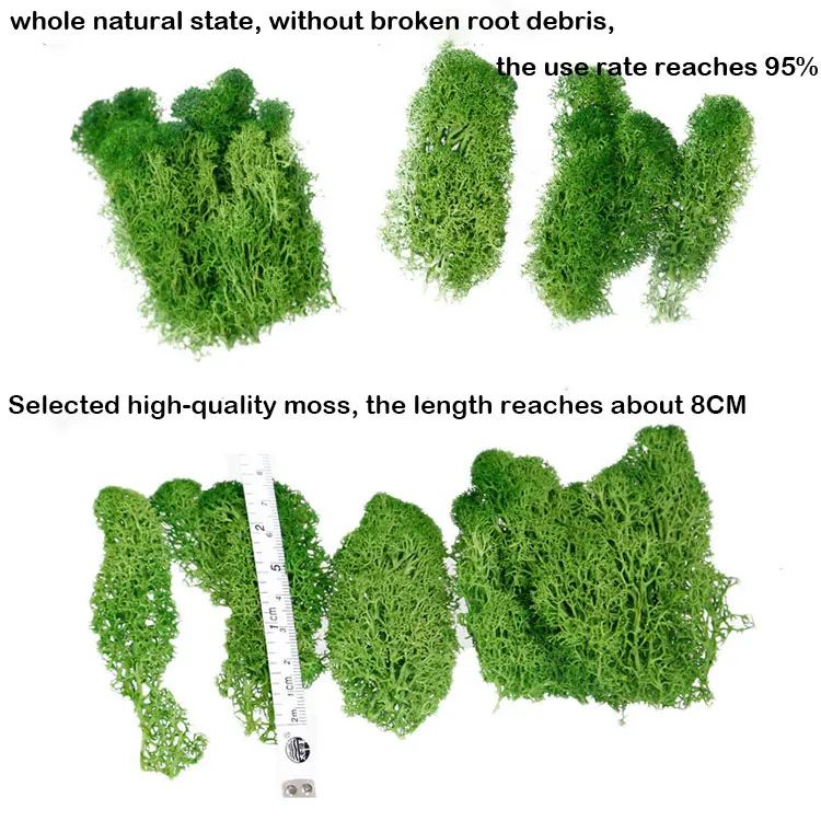 garden preserved moss green wall reindeer moss for decoration