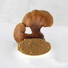 Hot selling Organic Red reishi mushroom extract powder