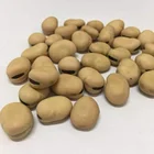 Chinese Wholesale Fava Beans Broad