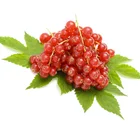 Anthocyanin Black Elderberry Fruit Powder Rich in Anthocyanins for Anti-oxidation