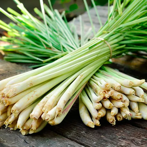 Manufacturers java citronella plant distillation extraction mosquito repellent pure citronella essential oil for humidifier