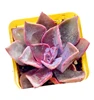 P328 Different Styles Healthy And Green live plants Greenhouse Decoration Whole Multi Style Plant Succulent Plants