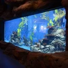 /product-detail/factory-supply-custom-acrylic-viewing-wall-with-clear-acrylic-panels-acrylic-window-aquarium-62403003121.html