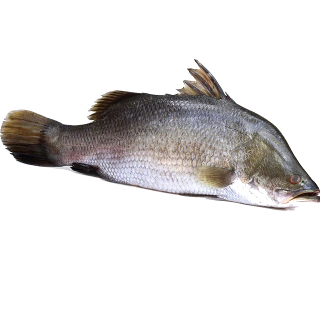 hot sale frozen seafood sea bass fish price