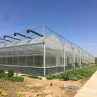 Hot sale factory price commercial plastic film tunnel greenhouse