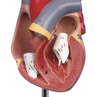 Life Life Size Functional And Circulatory System Human Big Anatomic Model Heart For Sale