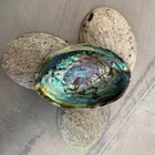 Shell Hot Popular Factory Wholesale Price Abalone Shell