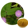Factory price Mimosa pudica Linn. root bark extract sensitive plant for pharmaceutical