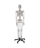 /product-detail/pnt-0101h-170cm-medical-anatomical-human-skeleton-model-60541683877.html