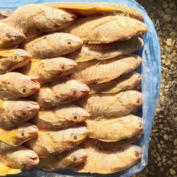 Frozen yellow croaker.jpg