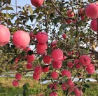 New Apple Fruits Fresh Sweet Fuji Apple for Wholesale Price