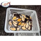 Promotion new type sell well fair price mussel half shell product