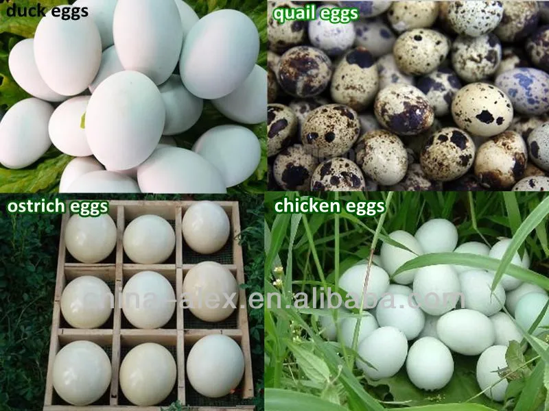 EGGS