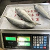 Supply 4-6 IQF Frozen Fish Indian Mackerel