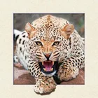Wholesale customized hot sale PP PET 40*40 cm 5D 3D lenticular picture for craft gifts