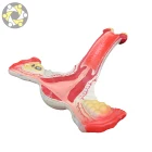 Female Reproduction Model Anatomical Of Uterus Teaching