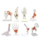 Model Human Anatomical Joint Model With Ligaments For Knee Hand Foot Hip Shoulder Elbow
