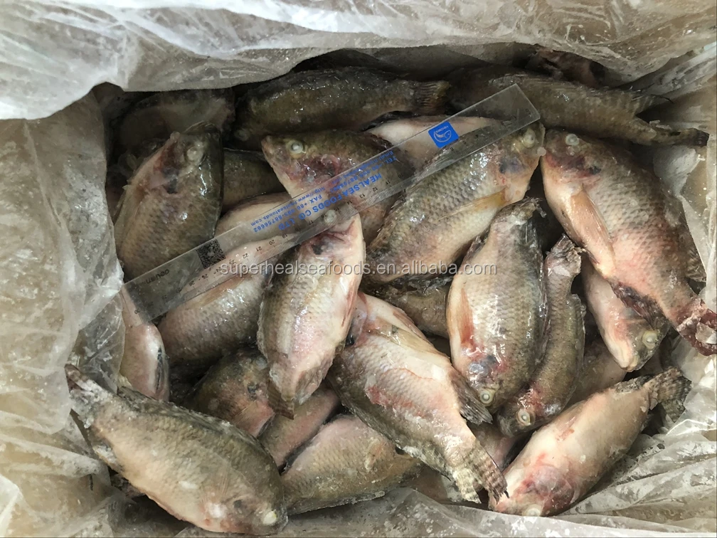 frozen and preserved tilapia fish seafood